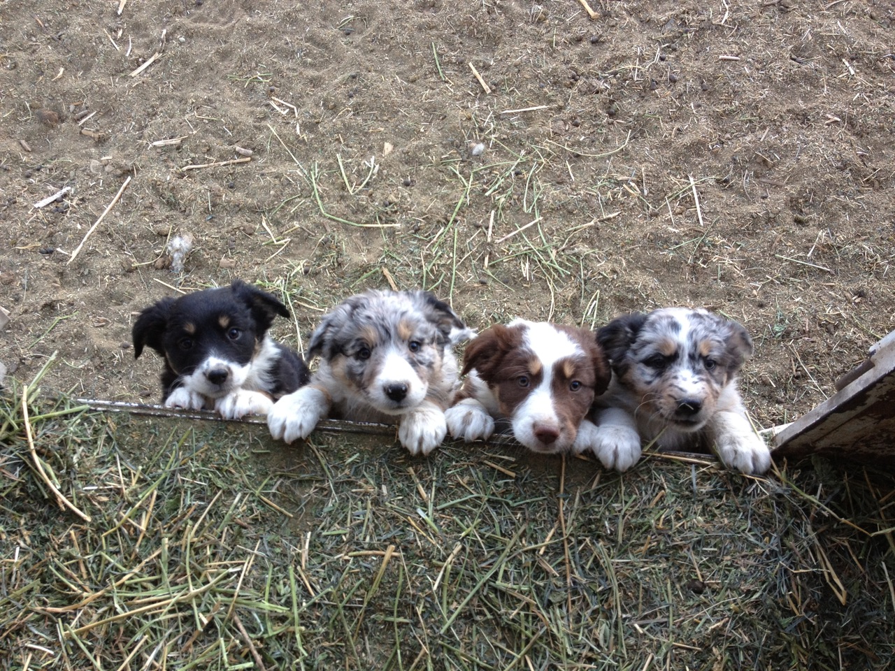 aussie puppies