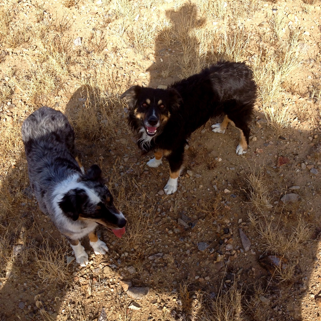 bucky and guppy on break