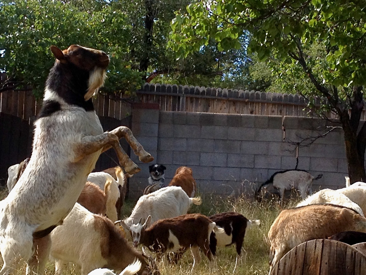 goatscaping in santa fe 