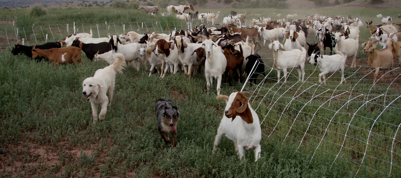 goatscaping new pen maremma guard and aussie