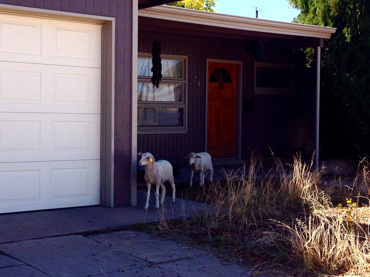 sheep on a goatscaping job