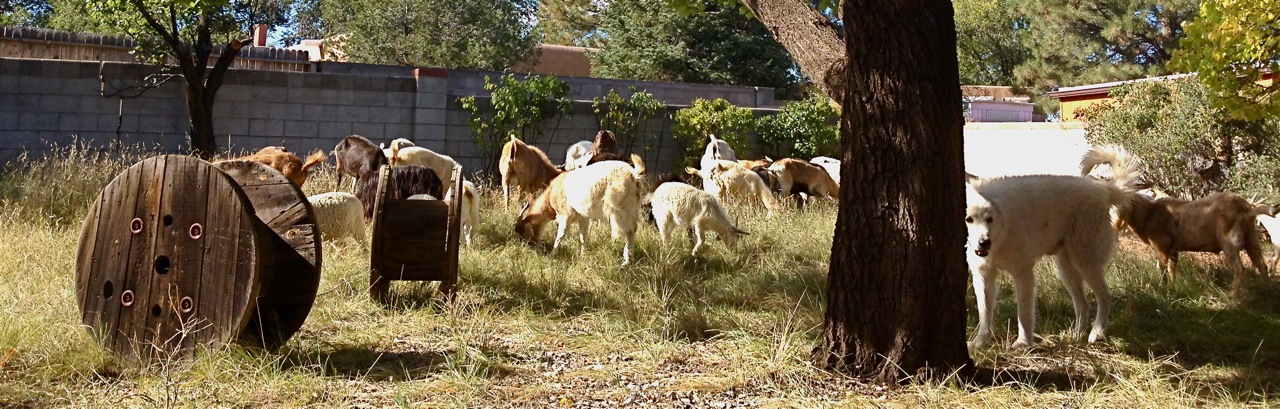 santa fe goatscaping